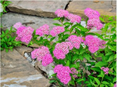 200 Seeds Spirea Japanese Meadowsweet