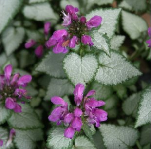 100 Seeds Spotted Deadnettle Lamium Maculatum Purple Lavender