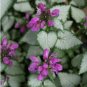 100 Seeds Spotted Deadnettle Lamium Maculatum Purple Lavender