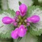 100 Seeds Spotted Deadnettle Lamium Maculatum Purple Lavender
