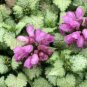 100 Seeds Spotted Deadnettle Lamium Maculatum Purple Lavender