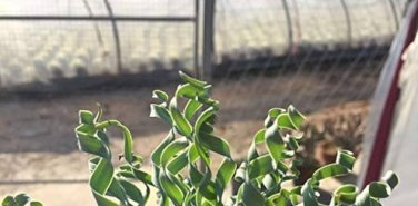 500 Seeds Spring Grass Plant Succulents Plant Grass DIY