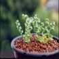 500 Seeds Spring Grass Plant Succulents Plant Grass DIY