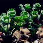 500 Seeds Spring Grass Plant Succulents Plant Grass DIY