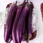 400 Seeds Spring-Summer Eggplant Thick-Fleshed, Purple-Red Variety