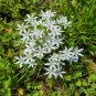 50 Seeds Star of Bethlehem Non-Hybrid