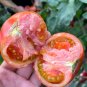 ' 100 Seeds Strawberry Fruit' Tomatoes - Perfectly Balanced Flavor