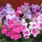 100 Seeds Streptocarpus Concorde Mix Flower