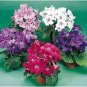 100 Seeds Streptocarpus Concorde Mix Flower