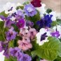 100 Seeds Streptocarpus Concorde Mix Flower