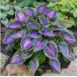 150 Seeds Stunning Hosta Deep Red and Blue-Green Foliage Mix