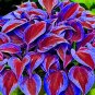 150 Seeds Stunning Hosta Deep Red and Blue-Green Foliage Mix