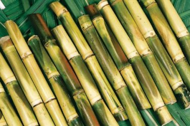 100 Seeds Sugar Cane