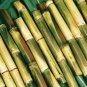 100 Seeds Sugar Cane