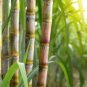 100 Seeds Sugar Cane
