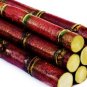100 Seeds Sugar red Cane
