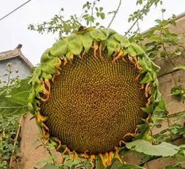 50 Seeds Sunflower