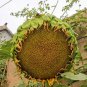 50 Seeds Sunflower