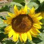 50 Seeds Sunflower