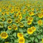 50 Seeds Sunflower