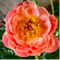 20 Seeds Sunset Series Peony Large, Double Petals in Rust-Orange