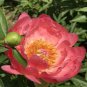 20 Seeds Sunset Series Peony Large, Double Petals in Rust-Orange