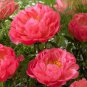 20 Seeds Sunset Series Peony Large, Double Petals in Rust-Orange