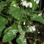 50 Seeds Superior Epimedium brevicornu