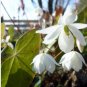 50 Seeds Superior Epimedium brevicornu