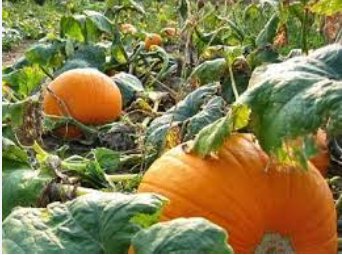 20 Seeds Sweet Big Pumpkin