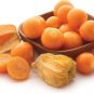 500 Seeds Sweet Tasty Physalis Juicy Fruit Golden Berry