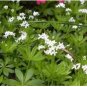 20 Seeds SWEET WOODRUFF ASPERULA Galium Odoratum Shade White Flower