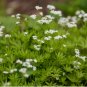 100 Seeds Sweet Woodruff White Galium odoratum Ground Cover Flowers