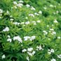 100 Seeds Sweet Woodruff White Galium odoratum Ground Cover Flowers