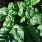 10 Seeds Swift No.9 Spinach