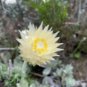5 Seeds Syncarpha speciosissima Garden Plants