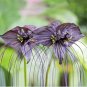 5 Seeds Tacca Chantrieri