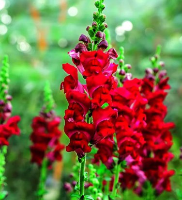 500 Seeds Tall Dark Red Snapdragon