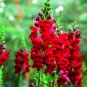 500 Seeds Tall Dark Red Snapdragon