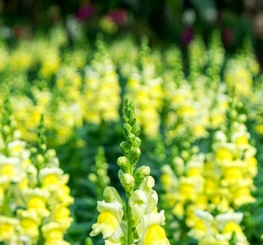500 Seeds Tall Dark Yellow Snapdragon
