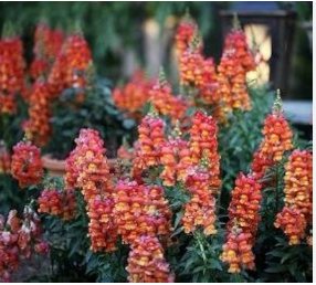 500 Seeds Tall Orange Snapdragon