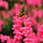 500 Seeds Tall Pink Snapdragon