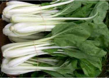 500 Seeds Tall Stem Bok Choy