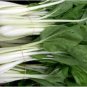 500 Seeds Tall Stem Bok Choy