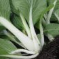 500 Seeds Tall Stem Bok Choy