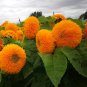 50 Seeds 'Teddy Bear' Dwarf Sunflower