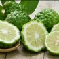 30 Seeds Thai Kaffir Lime