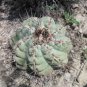 10 Seeds Thelocactus bicolor Rare Cactus Plants