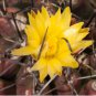 10 Seeds Thelocactus flavus