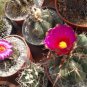 10 Seeds THELOCACTUS heterochromus